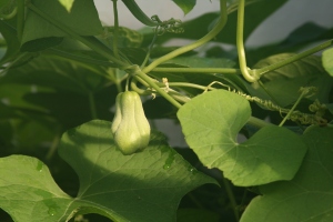 Chayote, a perennial vegetable in our garden connected to our greenhouse shower greywater